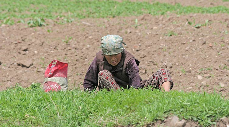 Eine Nordkoreanerin sammelt Gras um daraus eine Mahlzeit zuzubereiten (Archivbild)