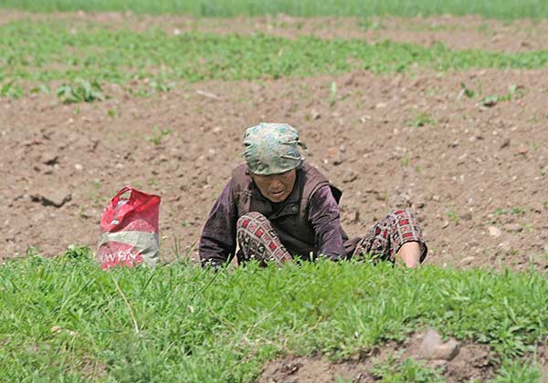 Eine Nordkoreanerin sammelt Gras um daraus eine Mahlzeit zuzubereiten (Archivbild)