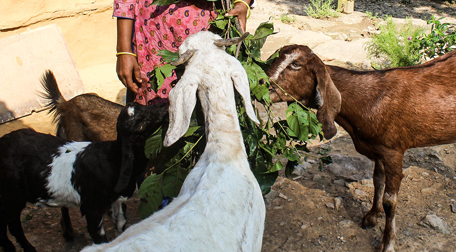 Partner von Open Doors unterstützten Pabitra aus Nepal beim Aufbau einer Ziegenzucht
