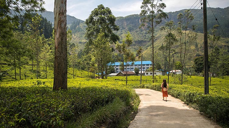 Teeplantage in Sri Lanka (Symbolbild)