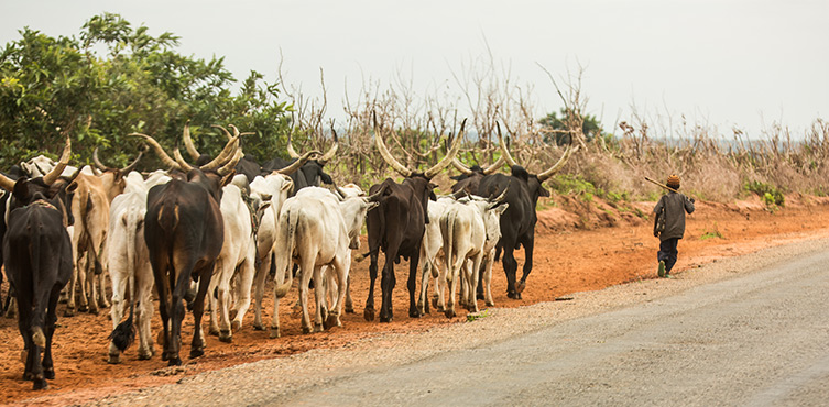 Bild: Ein Fulani-Hirte mit seiner Herde