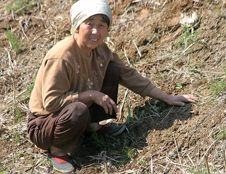 Nordkoreanerin sammelt Gras zum Essen