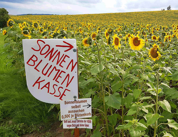 Ein Sonnenblumenfeld mit Schild zu einer Kasse davor