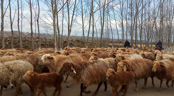 Symbolbild: Schafherde in China