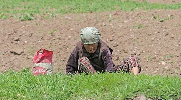 Eine Nordkoreanerin sammelt Gras um daraus eine Mahlzeit zuzubereiten (Archivbild)