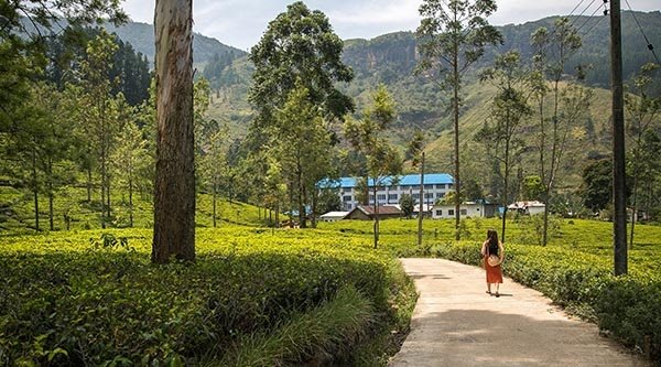 Teeplantage in Sri Lanka (Symbolbild)