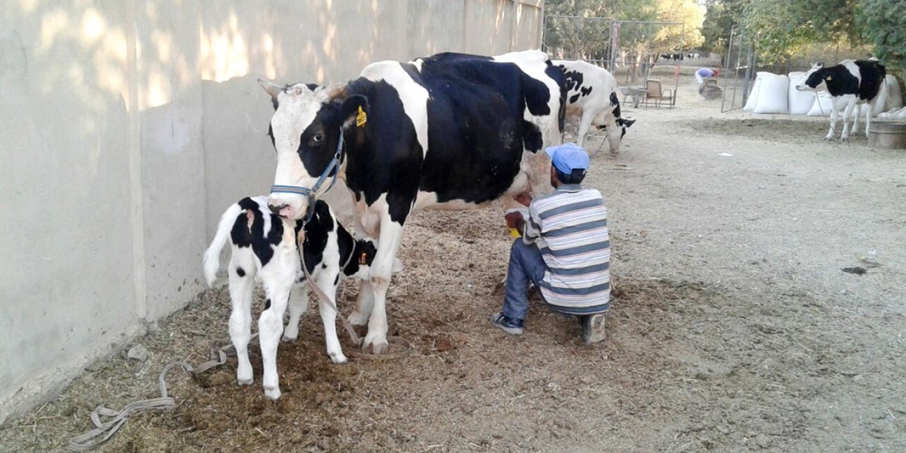 Diese Farm in Syrien garantiert den Lebensunterhalt für 10 christliche Familien. Open Doors unterstützt das Projekt einer syrischen Gemeinde.