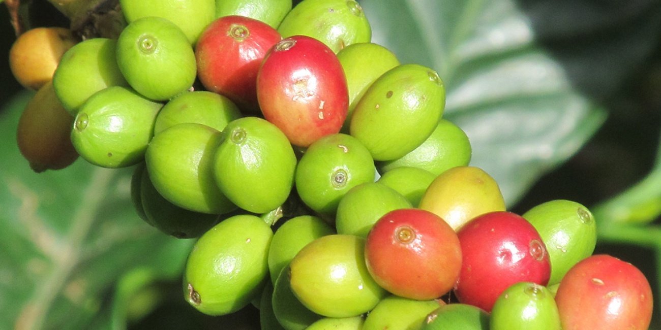 Mit Unterstützung von Open Doors betreiben verfolgte indigene Christen in Kolumbien eine Kaffeeplantage.